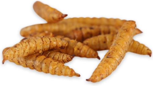 Show full view: LuckyQworms Non-GMO Dried Black Soldier Fly Larvae Chicken & Small Animal Treats, 11-lb bag slide 5 of 8