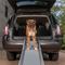 Show in main carousel: PetSafe Happy Ride Deluxe Compact Telescoping Dog Car Ramp, 28 - 70-in slide 1 of 8