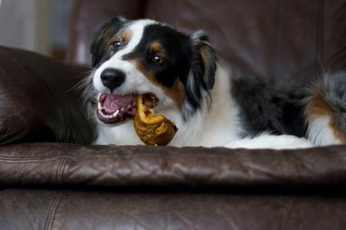 Show full view: Redbarn Naturals Piggy Puffs Dog Treats, 1-lb bag slide 5 of 11