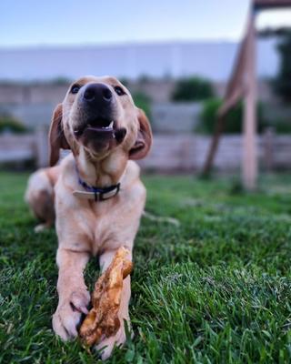 Show full view: Redbarn Naturals Piggy Puffs Dog Treats, 1-lb bag slide 6 of 11