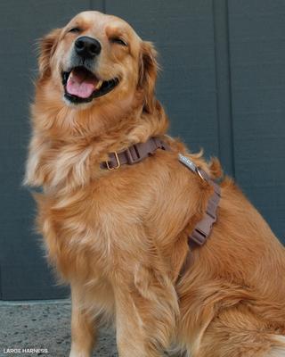 Show full view: Sunny Tails Cloud Lite Waterproof Dog Harness, Espresso Brown, Medium: 20 to 29-in chest slide 3 of 10