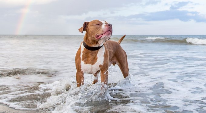 Nutramax Welactin Omega-3 Liquid Skin & Coat Supplement for Dogs