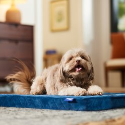 Frisco Quilted Orthopedic Pillow Lounger Cat & Dog Bed with Removable Cover, Blue, Small
