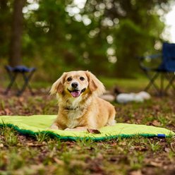 Frisco Travel Pillow Dog Mat Bed with Reusable Storage Bag, Retro Green, Large