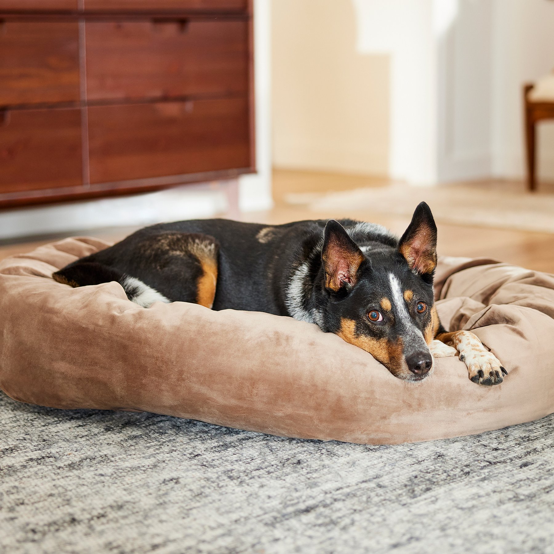 Frisco Velvet Round Bolster Dog Bed w/Removable Cover, Beige, Large