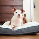 Frisco Orthopedic Pillow Cat & Dog Bed with Removable Cover, Gray, Large