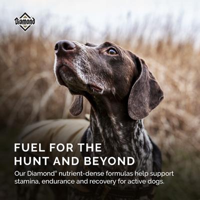 Show full view: Diamond High Energy 24/20 for Highly Active, Sporting & Working Adult Dogs Dry Food, 50-lb bag slide 6 of 10