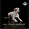 Show in main carousel: Diamond Performance All Life Stages 30/20 for Highly Active, Hard Working & Athletic Dogs Dry Food, 40-lb bag slide 9 of 11