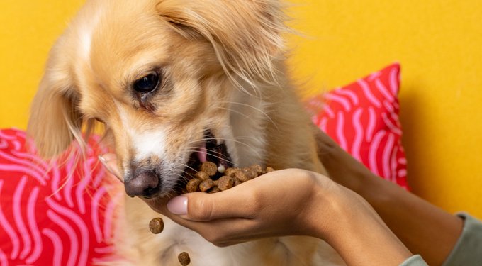 BARK in the Belly Chicken & Ancient Grains Recipe Dog Food