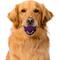 Show in main carousel: Playology Bacon Scented Dual Layer Ball Dog Toy, Jumbo slide 4 of 9