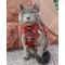 Show in main carousel: Sassy Woof Deck the Paws Step-In Cat Harness, Medium: 16 to 18-in chest slide 6 of 7