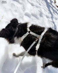 Sunny Tails Cloud Lite Waterproof Dog Harness, Lunar Glow, Medium: 20 to 29-in chest slide 2 of 7