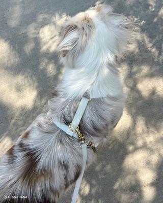 Show full view: Sunny Tails Cloud Waterproof Dog Collar, Lunar Glow, Large: 16 to 24-in neck, 1-in wide slide 4 of 6