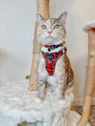 Sassy Woof Deck the Paws Cat Collar, Medium: 8 to 12 in neck, 2/5-in wide slide 2 of 5