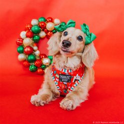 Sassy Woof Peanuts Beagle Bells Adjustable Dog Harness, Medium: 18 to 25-in chest slide 2 of 7