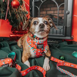 Sassy Woof Peanuts Beagle Bells Dog Collar, X-Small: 9.5-in neck, 1/3-in wide slide 2 of 7