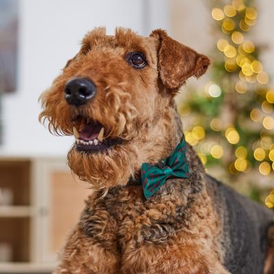 Show full view: Frisco Christmas Bows Print Dog Collar with Removable Bow, L/XL: 18 to 26-in neck, 1-in wide slide 6 of 10