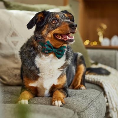 Show full view: Frisco Christmas Bows Print Dog Collar with Removable Bow, M: 14 to 20-in neck, 3/4-in wide slide 6 of 10