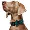 Show in main carousel: Frisco Christmas Bows Print Dog Collar with Removable Bow, L/XL: 18 to 26-in neck, 1-in wide slide 3 of 10