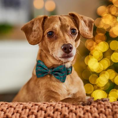 Show full view: Frisco Christmas Bows Print Dog Collar with Removable Bow, S: 10 to 14-in neck, 5/8-in wide slide 7 of 11