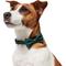 Show in main carousel: Frisco Christmas Bows Print Dog Collar with Removable Bow, S: 10 to 14-in neck, 5/8-in wide slide 4 of 11