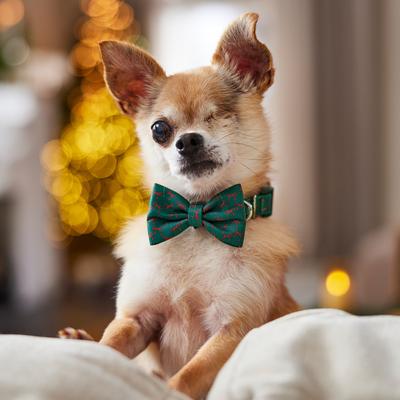 Show full view: Frisco Christmas Bows Print Dog Collar with Removable Bow, XS: 8 to 12-in neck, 5/8-in wide slide 6 of 10