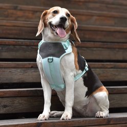 Pet Marvel Adjustable Embroidered Stylish Dog Harness, Mint Green, Small: 19.75 to 22-in chest slide 2 of 8