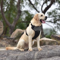 Pet Marvel Adjustable Embroidered Stylish Dog Harness, Grey, Medium: 22 to 28.5-in chest slide 2 of 9