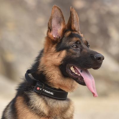 Show full view: Pet Marvel High Performance Tactical Dog Collar with Handle, Black, Medium: 15 to 19-in neck, 1.25-in wide slide 6 of 7