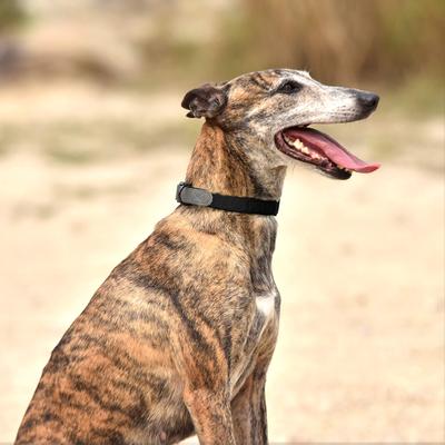 Show full view: Pet Marvel Heavy Duty Solid Neoprene Padded Dog Collar, Grey, Large: 15 to 23-in neck, 1-in wide slide 7 of 7