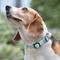 Show in main carousel: Pet Marvel Heavy Duty Solid Neoprene Padded Dog Collar, Mint Green, Small: 9 to 12-in neck, 3/4-in wide slide 9 of 10