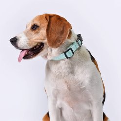 Pet Marvel Heavy Duty Solid Neoprene Padded Dog Collar, Mint Green, Small: 9 to 12-in neck, 3/4-in wide slide 2 of 9