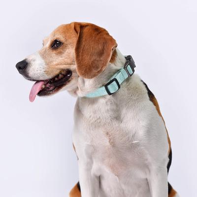 Show full view: Pet Marvel Heavy Duty Solid Neoprene Padded Dog Collar, Mint Green, Small: 9 to 12-in neck, 3/4-in wide slide 10 of 10