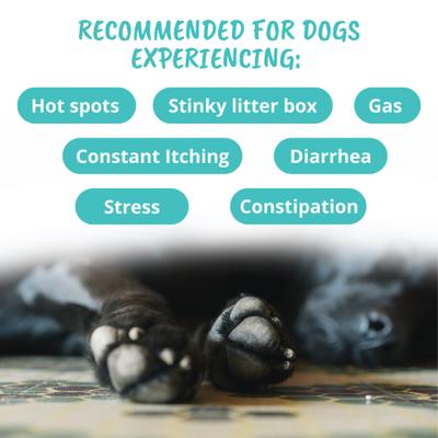 Show full view: Under the Weather Probiotic Soft Chews Dog Supplement, 60 count slide 6 of 8