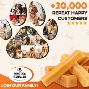 Brutus & Barnaby 3.5-in Gold Himalayan Yak Cheese Natural Dog Chew Treats, 6 count