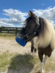 GreenGuard Grazing Horse Muzzle, Blueberry, Mini slide 2 of 8