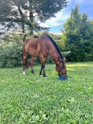 Show full view: GreenGuard Grazing Horse Muzzle, Blueberry, Horse slide 5 of 8