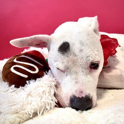 BARK Barkbox Chocolate Slobber Strawberry Plush Dog Toy, Multicolor, Medium/Large slide 2 of 7