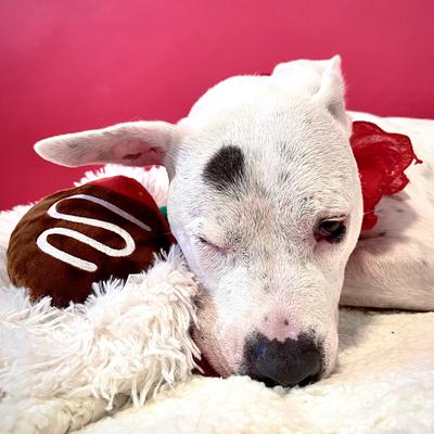 Show full view: BARK Barkbox Chocolate Slobber Strawberry Plush Dog Toy, Multicolor, Medium/Large slide 6 of 7