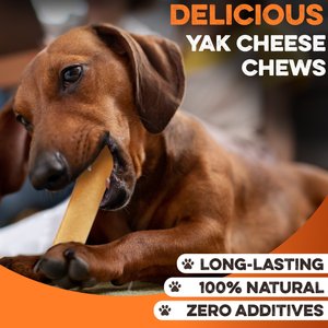 Brutus & Barnaby 3.5-in Gold Himalayan Yak Cheese Natural Dog Chew Treats, 6 count