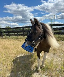 GreenGuard Grazing Horse Muzzle, Blueberry, Mini