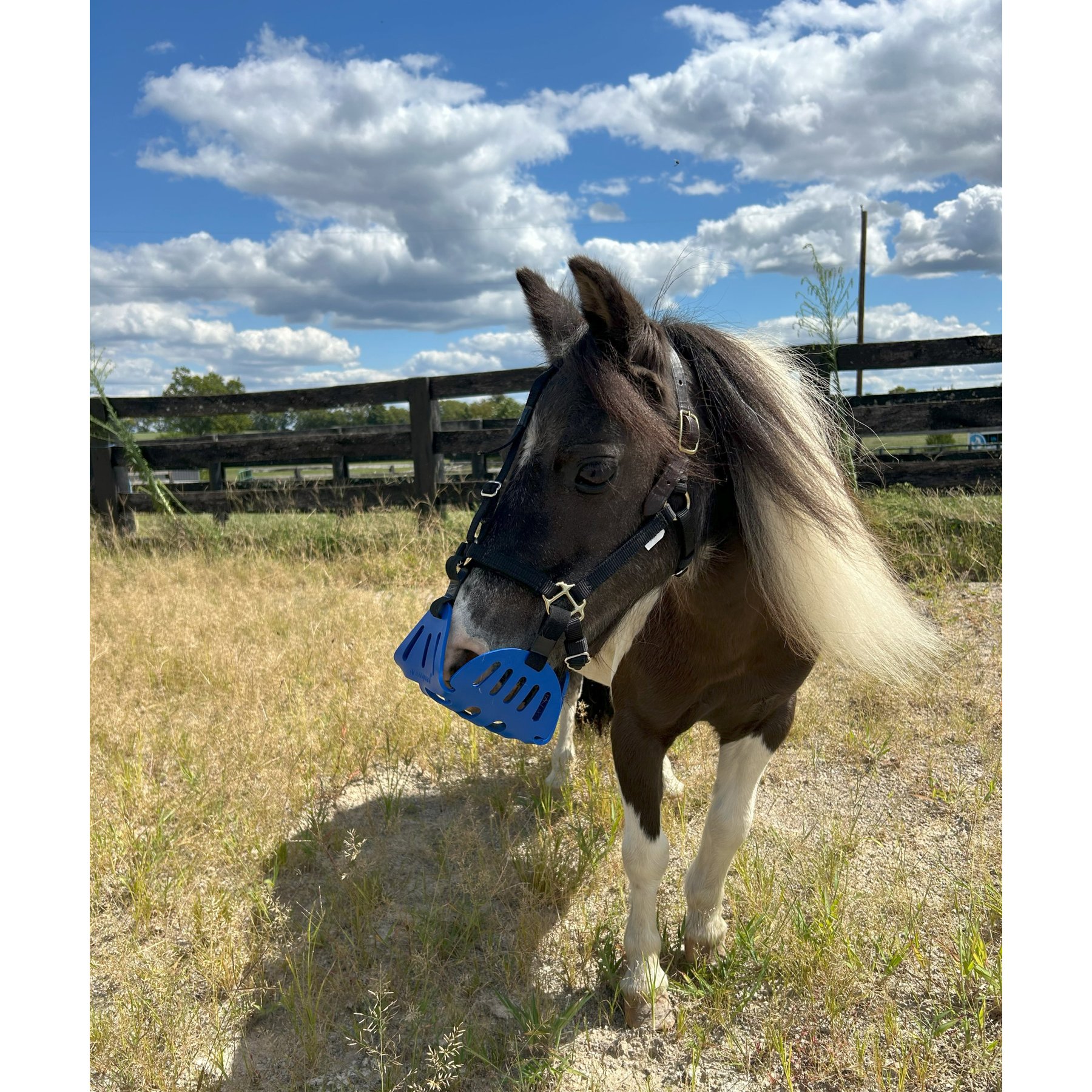 GreenGuard Grazing Horse Muzzle, Blueberry, Mini