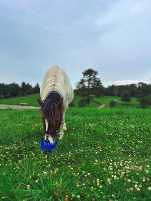 Show full view: GreenGuard Grazing Horse Muzzle, Blueberry, Pony slide 5 of 9