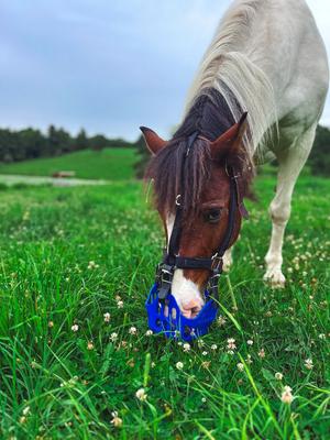 Show full view: GreenGuard Grazing Horse Muzzle, Blueberry, Pony slide 3 of 9