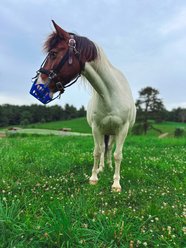 GreenGuard Grazing Horse Muzzle, Blueberry, Pony