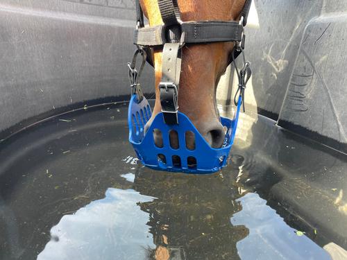 Show full view: GreenGuard Grazing Horse Muzzle, Blueberry, Horse slide 4 of 8