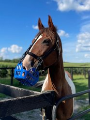 GreenGuard Grazing Horse Muzzle, Blueberry, Horse slide 1 of 8