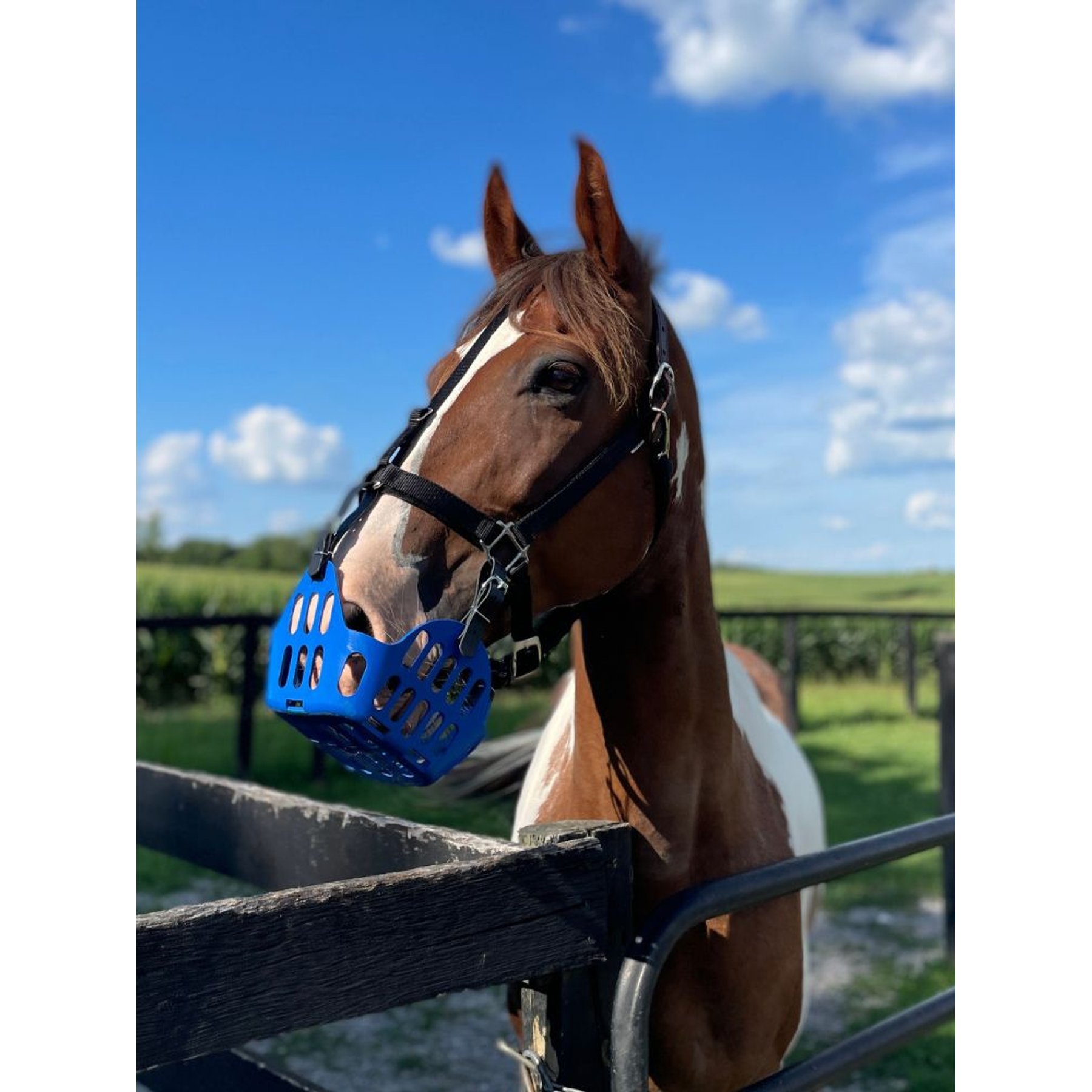 GreenGuard Grazing Horse Muzzle, Blueberry, Horse