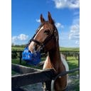GreenGuard Grazing Horse Muzzle, Blueberry, Horse