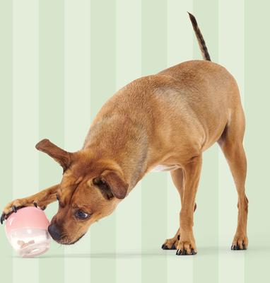 Show full view: BARK BarkBox Tipsy Treat Gift Pack Treat Dispenser Dog Toy, Multicolor slide 6 of 7